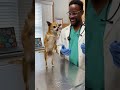 #comedyshorts #funny #pets #dog #doglife #viral #foryou