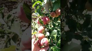 High-density apple orchard apples kashmir farms nature beauty