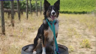 Wine not Take a vineyard tour with the dog