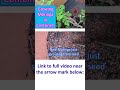 Growing Moringa in Containers