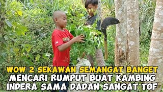 WOW 2 SEKAWAN SEMANGAT BANGET MENCARI RUMPUT BUAT KAMBINGNYA INDERA SAMA DADAN SANGAT TOF