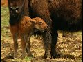 Chroniques de l'Amérique sauvage - Episode 6: La nation bison avance