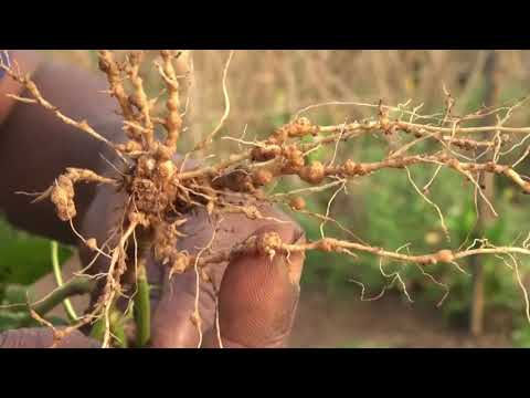 Video: Control de nematodos del apio: cómo controlar el apio con nematodos agalladores