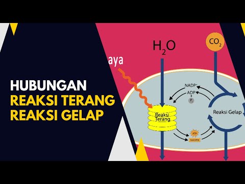 Video: Fasa katabolisme yang manakah menghasilkan kuizlet ATP paling banyak?