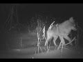 Coyote au refuge faunique Marguerite-D&#39;Youville sur l&#39;île Saint-Bernard à Châteauguay