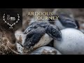 Olive ridley sea turtle hatchlings embark on their journey to the sea  award nominated short film