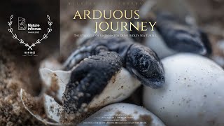 Olive Ridley sea turtle hatchlings embark on their journey to the sea | AWARD NOMINATED SHORT FILM