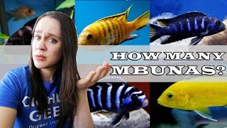 How many Mbuna can you keep in an aquarium?