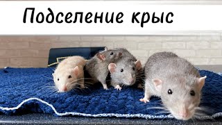 Подселение крыс 🐀 | Как подружить новую крысу и старую 🐀