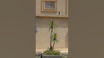 #المسجد_الحرام #ياسر_الدوسري #صدى_القرآن #سورة_الفتح
