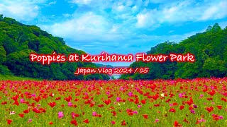 Poppies at Kurihama Flower Park | Yokosuka, Kanagawa, Poppy fields | Japan Vlog