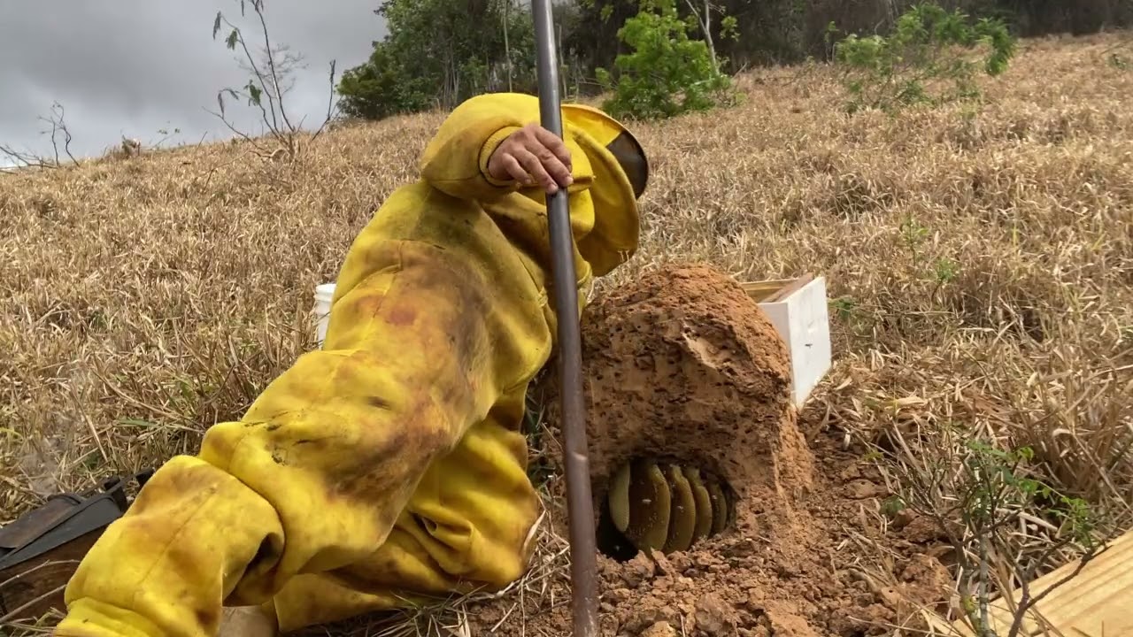 🟡 Fui chamado para capturar este enxame no cupim e achamos outra no mesmo local 😳