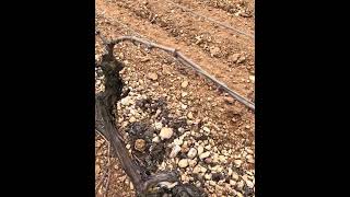 Tinto, una vuelta y un solo atado #campo #agriculture #uvas #nature #vino