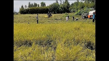 CẮT LÚA BẮT CÁ - BẮT CHUỘT ĐỒNG