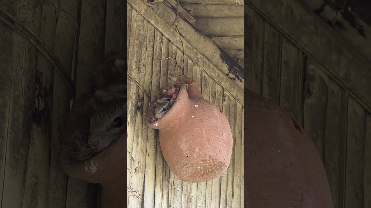 Sparrow Nest takes possession  By Squirrel.