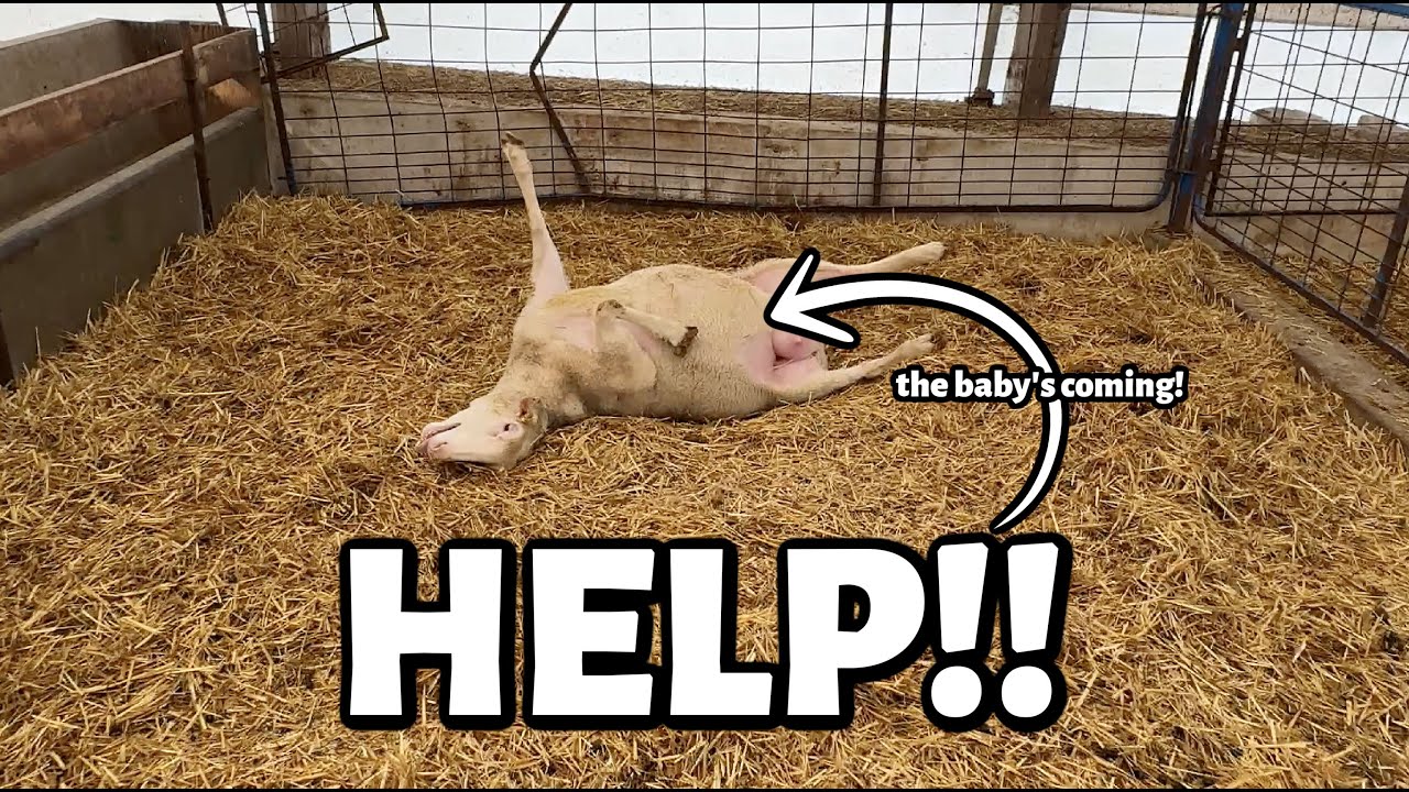 Я чуть не пропустила это!! (Зимний окот стал еще интереснее...) ~ Влогмас 2025