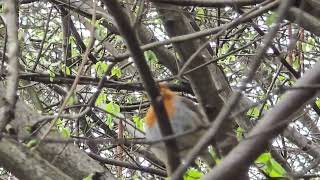 2026-03-27 LJUBLJANA Grajska planota PASSERIFORMES Erithacus rubecula TAŠČICA