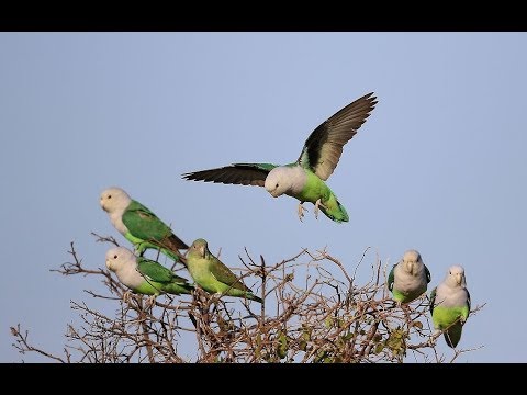 Agapornis canus. Lovebirds ( Gary headed parrots)