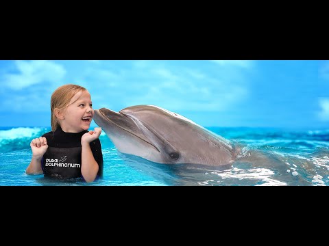 Dubai Dolphinarium | Dolphin and Seal show | Amma’s vlog