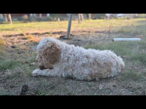 Northwest Lagotto Gingersnap!