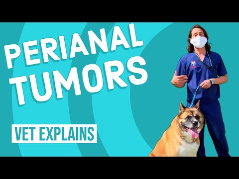 Perianal Tumors in Dogs