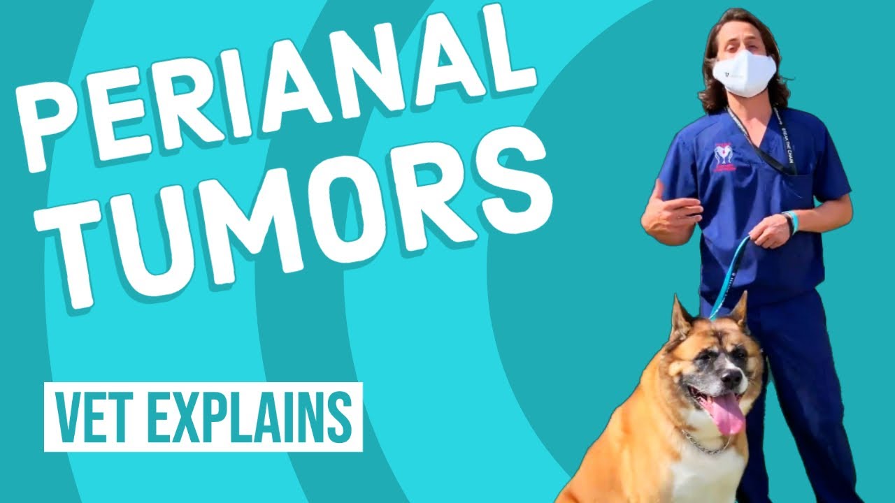Are Perianal Tumors In Dogs Painful?