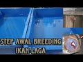 Breeding induk special part 1 penyediaan awal dan pemilihan bekas yang terbaik