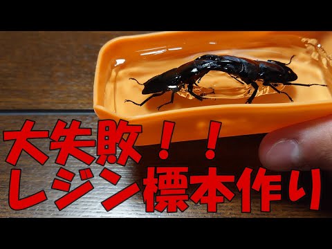 大失敗！！初めてレジン液を使ってヒラタクワガタの標本を作ってみた