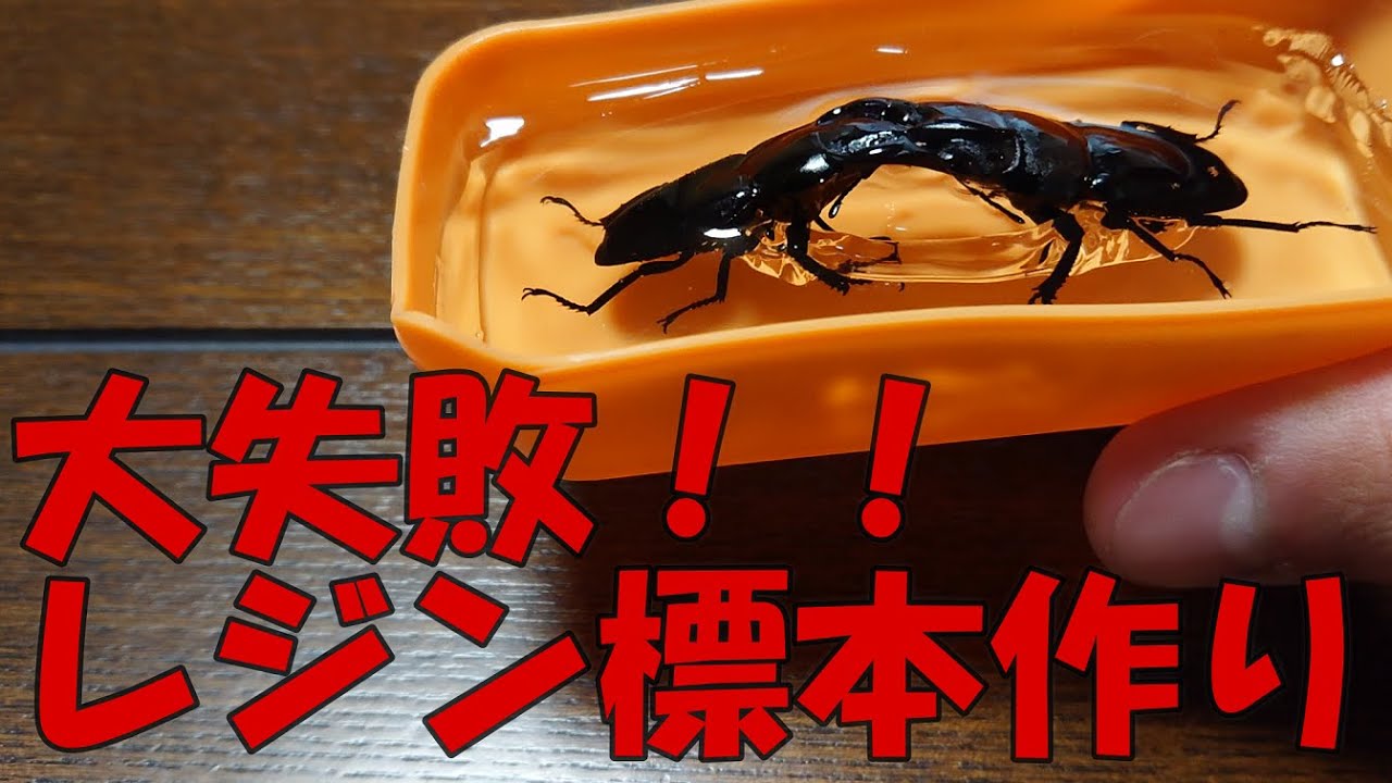 大失敗 初めてレジン液を使ってヒラタクワガタの標本を作ってみた Youtube