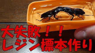 大失敗！！初めてレジン液を使ってヒラタクワガタの標本を作ってみた
