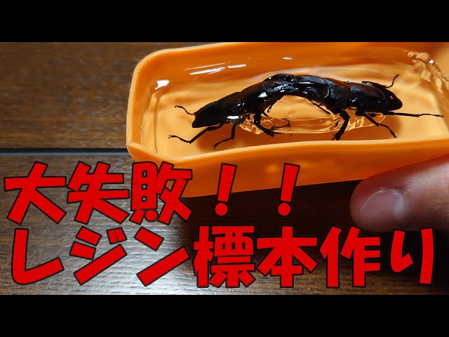 大失敗！！初めてレジン液を使ってヒラタクワガタの標本を作ってみた