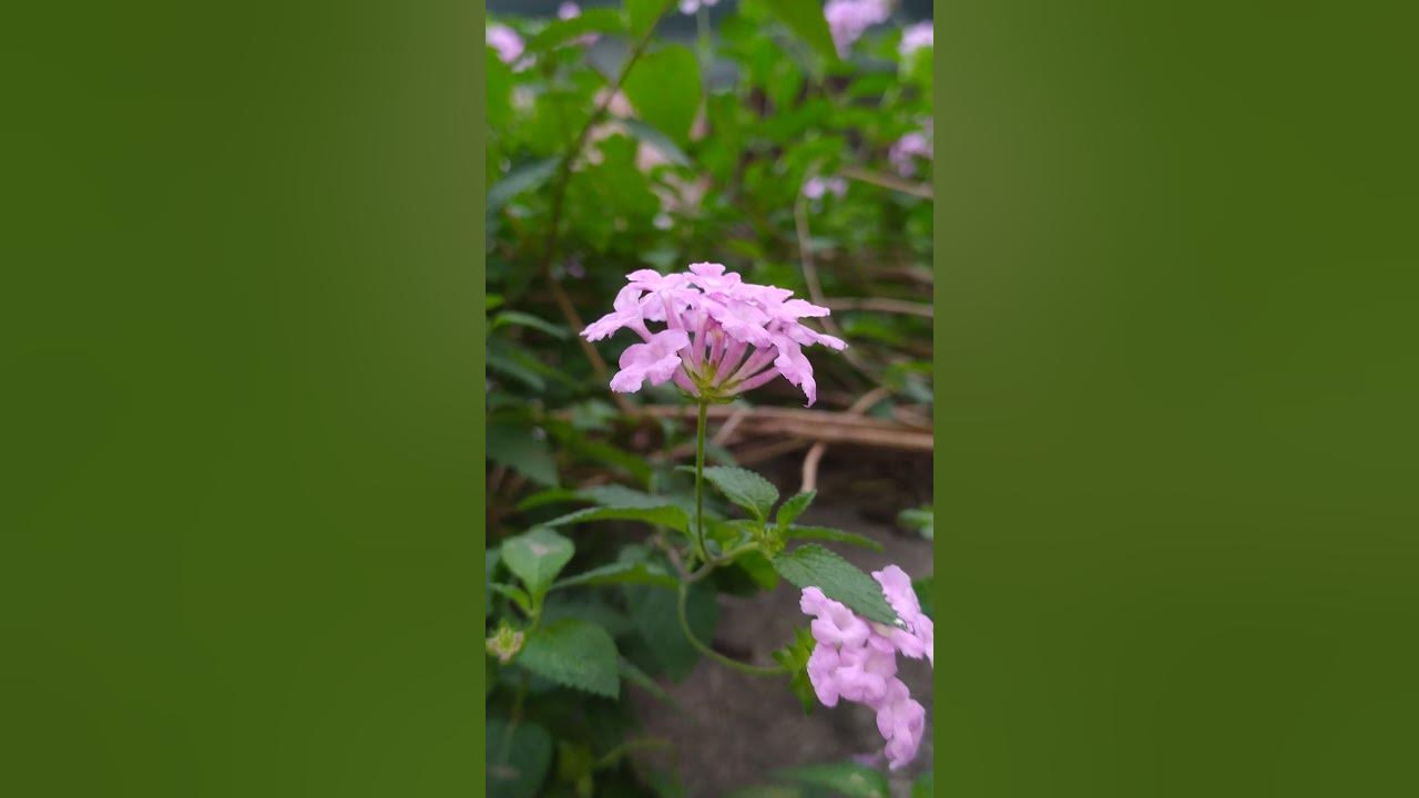 Purple Flowers Of Lantana 紫花馬櫻丹紫花马樱丹 Youtube