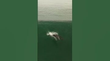 Dolphins take over local surf spot!!!