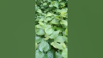 🎶 đây là một loại cây vừa để ăn như rau xanh vừa làm các bài thuốc nam rất hay.