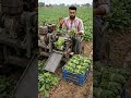 #palak bundle#machine