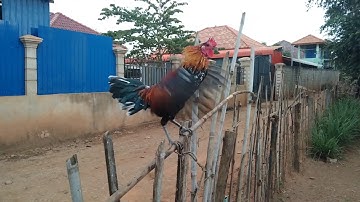 Muag qaib dib noob cuab tuaj zoo 2020-2021