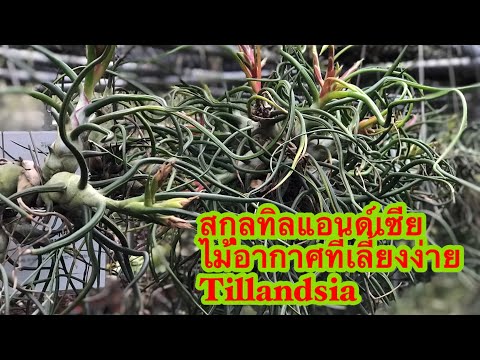 วีดีโอ: Tillandsia (41 ภาพ): ดูแลดอกไม้ที่บ้าน คำอธิบายของtilandsia Usneiform และ Blue, Violet-flowered และสายพันธุ์อื่นๆ