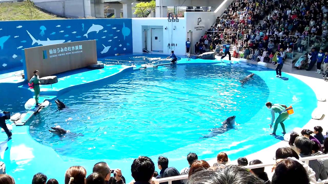 仙台うみの杜水族館 イルカ・アシカショー YouTube 仙台うみの杜水族館 イルカ・アシカショー YouTube