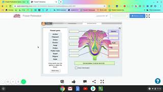 Flower Pollination Gizmo   Lesson Info   ExploreLearning
