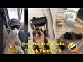 Nueva recopilación los mejores vídeos de tiktok (Si te ríes salvaras al mundo) 😁🤪 #animalesTikTok