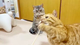 レーザーポインターvs猫じゃらし。猫が喜ぶのはどっち?