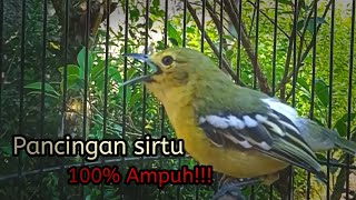 Sirtu gacor ngetir variasi memikat sirtu lain agar bunyi & naik birahi
