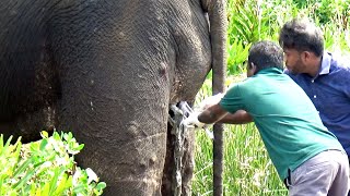 Heartwarming! Treatment to Elephant suffered from a severe injury caused by a crocodile attack