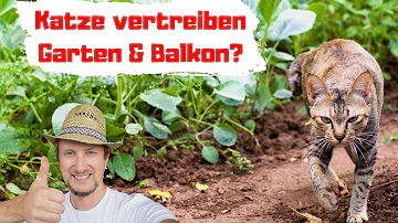 Wie vertreibe ich Nachbars Katze aus meinem Garten?