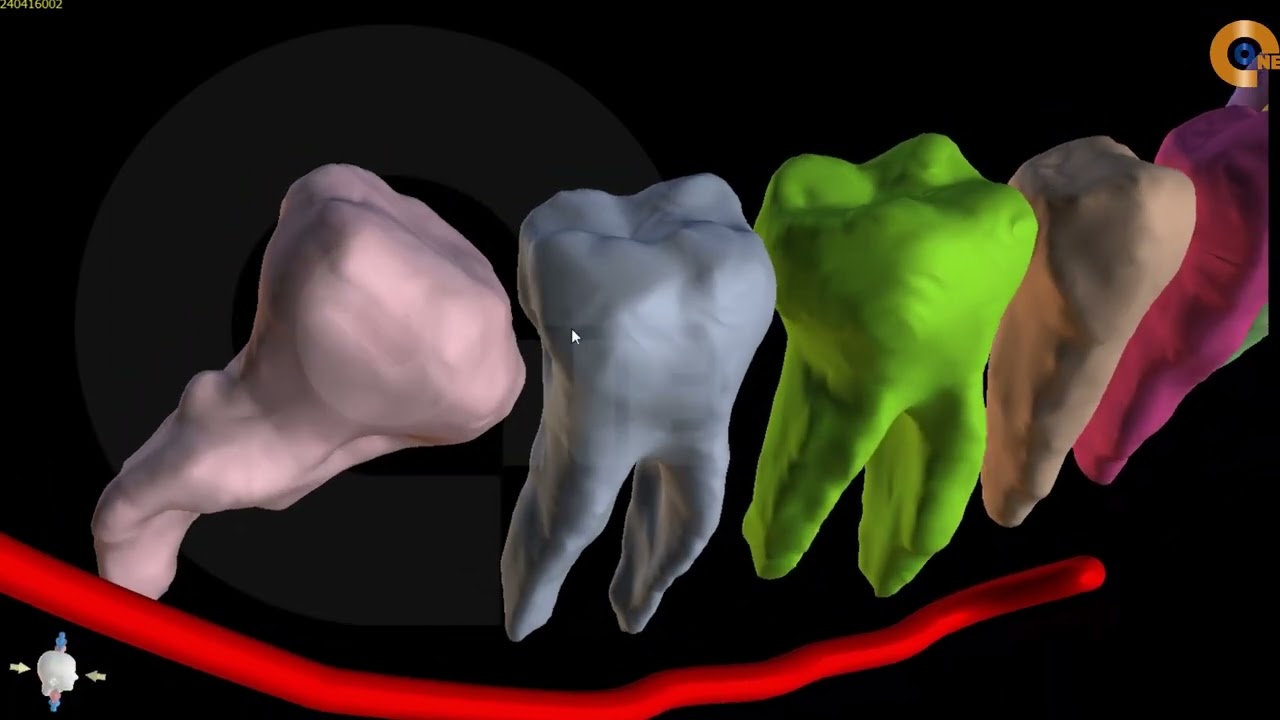 Ai Segmentation  ( CBCT Imaging )