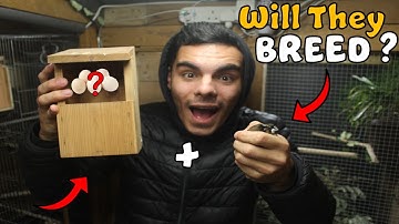 Setting Up A Breeding Nest Box For Finches