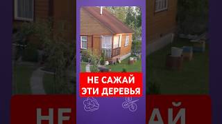 Какие деревья НЕЛЬЗЯ сажать на участке? #деревья #участок #огород