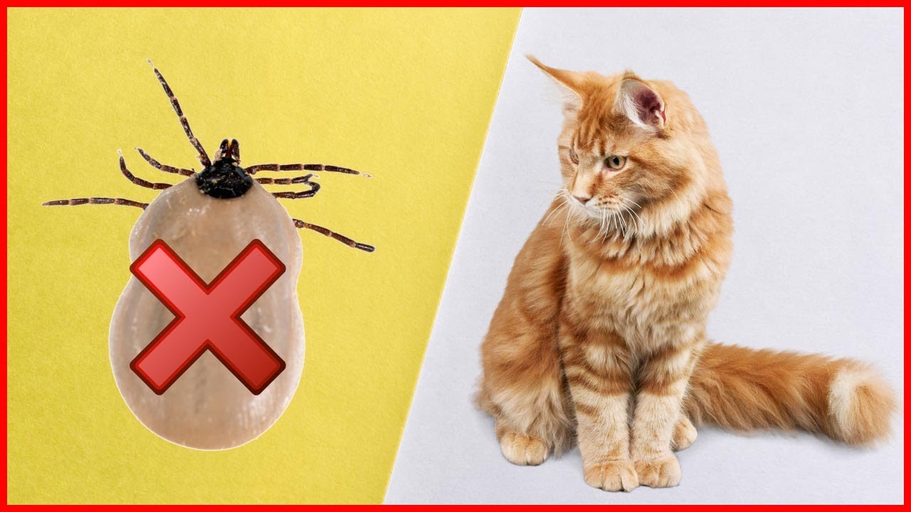 Wie Teuer Ist Eine Zeckenentfernung Beim Tierarzt SO entfernst du eine Zecke bei deiner Katze - YouTube
