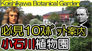 【小石川植物園】Koishikawa Botanical Garden, Tokyo 街歩き、東京・白山にある小石川植物園を訪ねましょう。