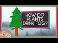 How Plants Drink Fog! | Explore the Redwoods! | SciShow Kids